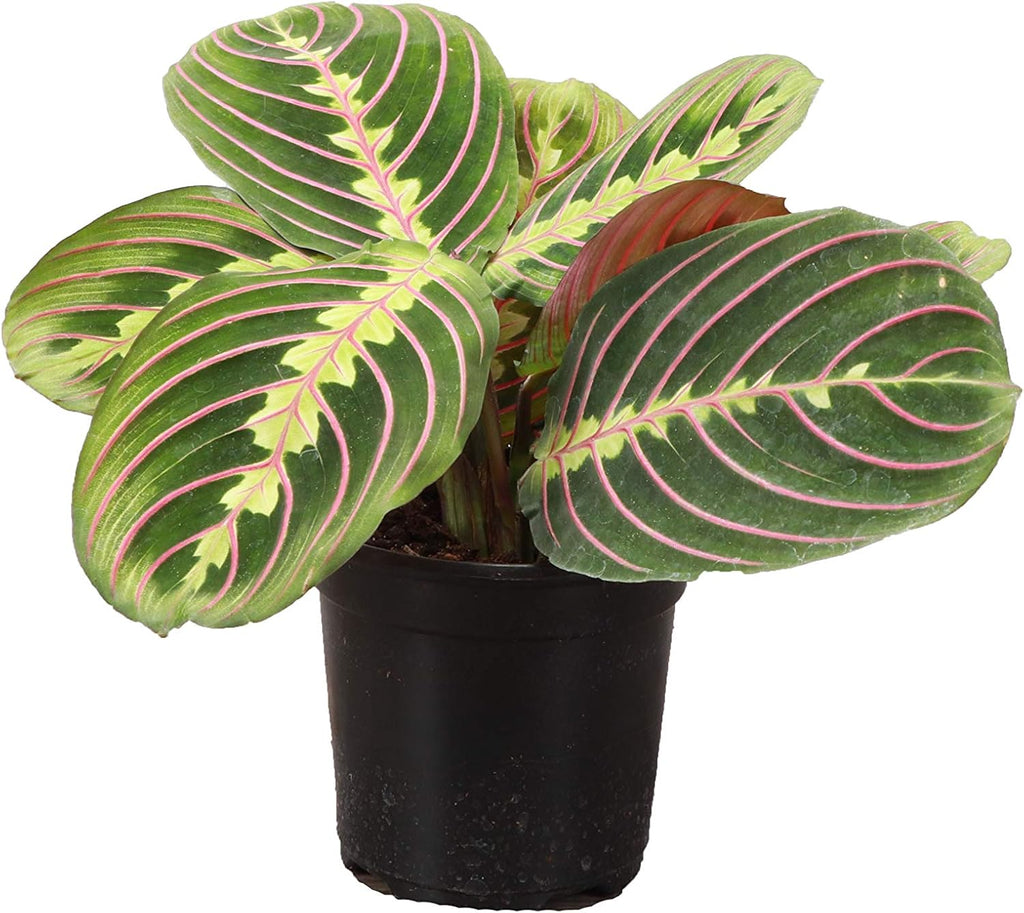 Red Maranta Live Indoor Plant, 4" Diameter B882