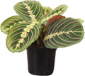 Red Maranta Live Indoor Plant, 4" Diameter B882