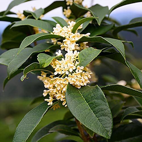 2 Extra Large 3 Gallon Osmanthus Fragrans Shrub Y4965