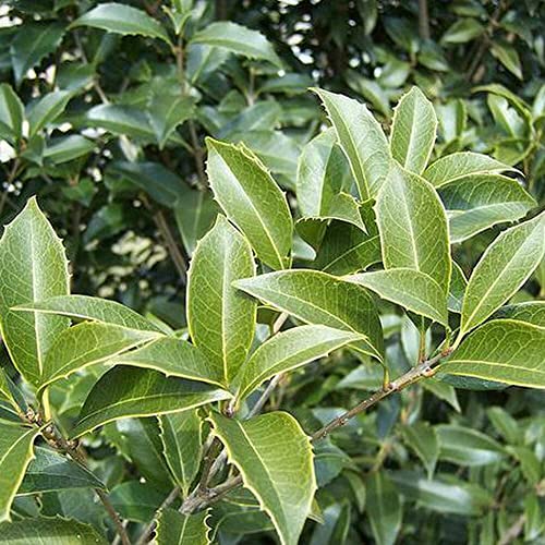 2 Extra Large 3 Gallon Osmanthus Fragrans Shrub Y4965