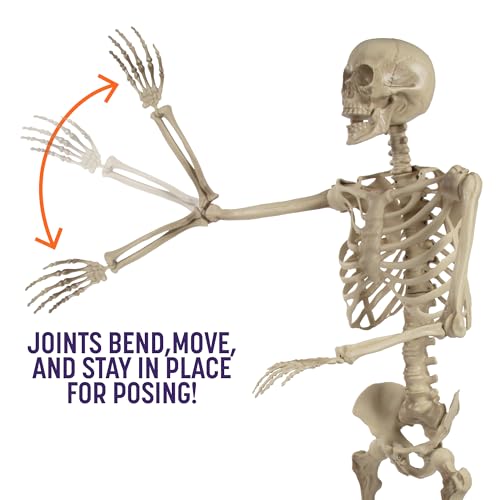 Life Size Posable Human Skeleton 4pk Z831307