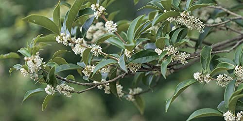 2 Extra Large 3 Gallon Osmanthus Fragrans Shrub Y4965