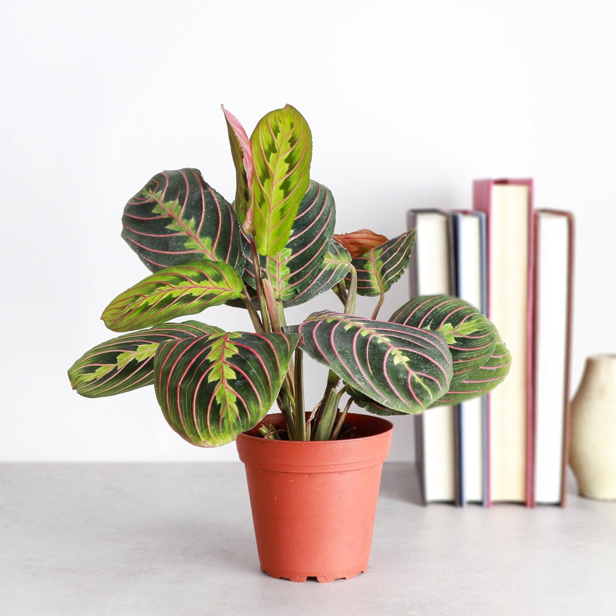 Red Maranta Live Indoor Plant, 4" Diameter B882