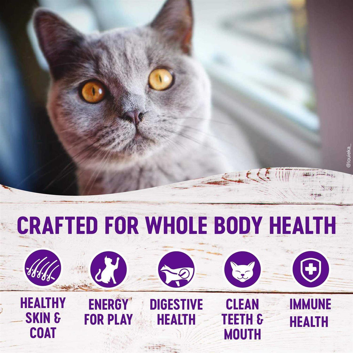 Grain-Free Deboned Chicken Dry Cat Food V843485