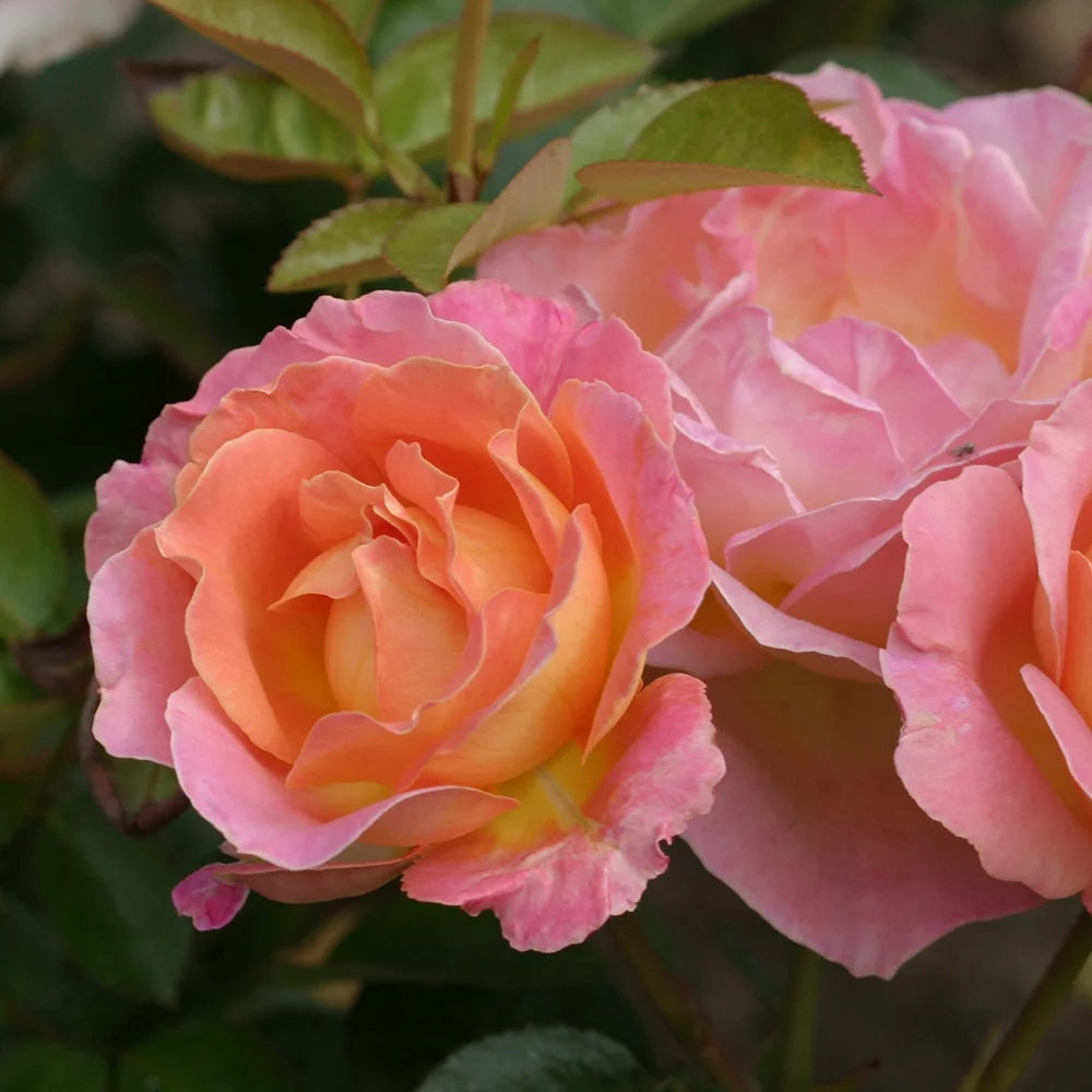 Hybrid Tea Rose Bush F46717