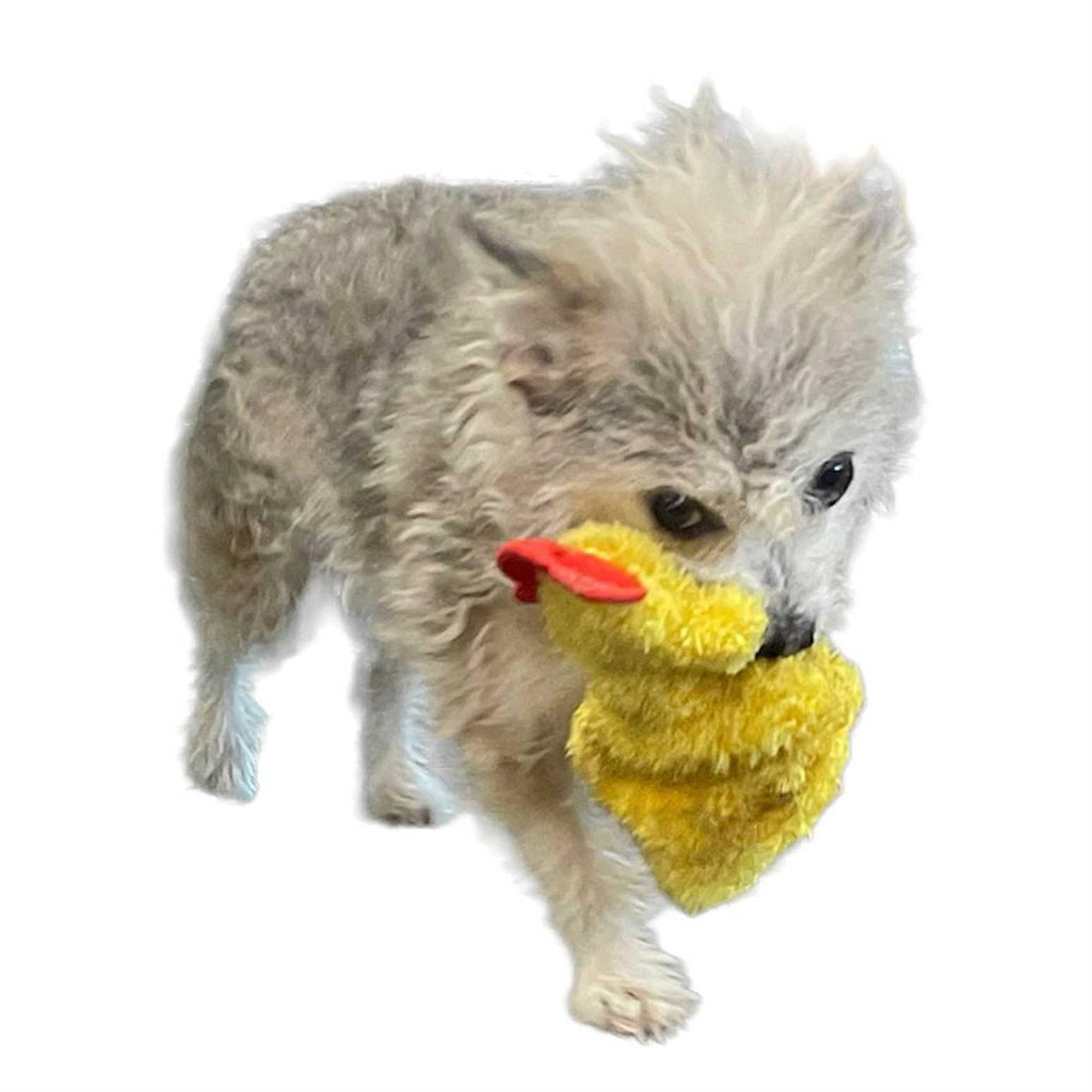 Chicken and Egg Paper Crinkle Squeaker Toys S637333