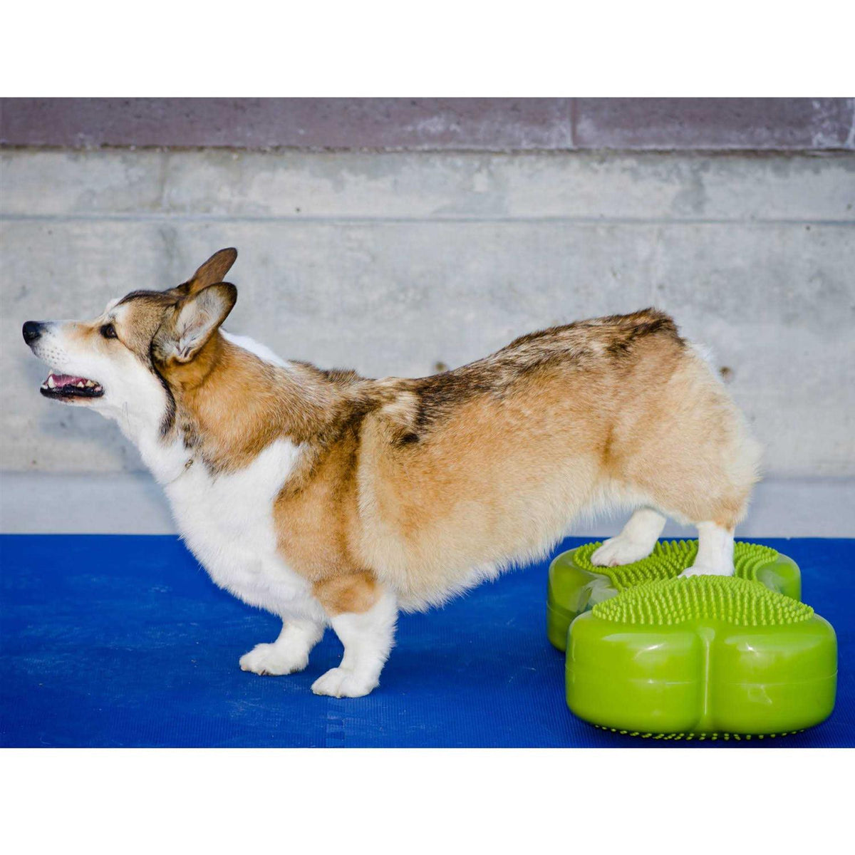Agility Training Pet Supplies I5088