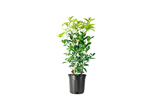 2 Extra Large 3 Gallon Osmanthus Fragrans Shrub Y4965