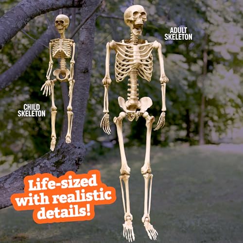 Life Size Posable Human Skeleton 4pk Z831307