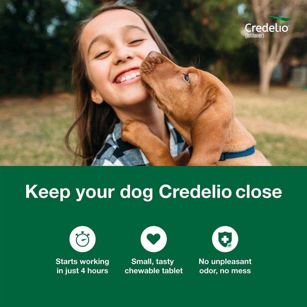 Chewable Tablet for Dogs Z273